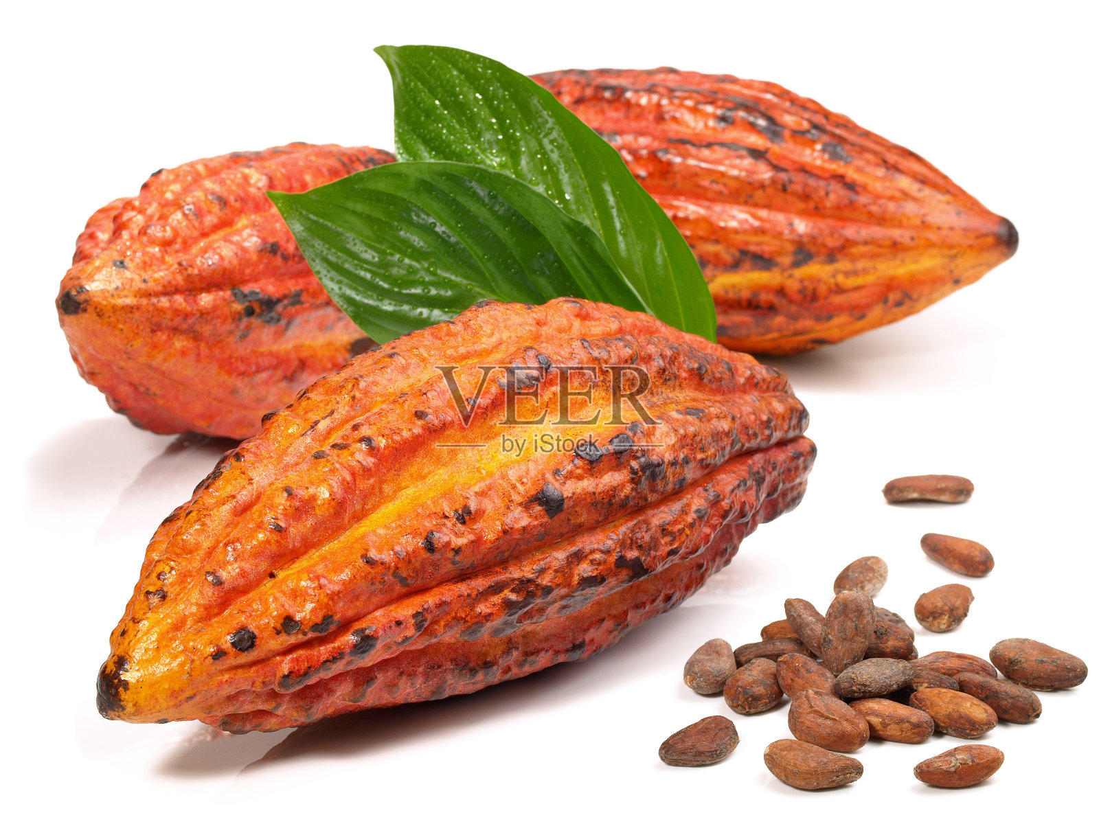 白色背景的新鲜可可果-分离照片摄影图片