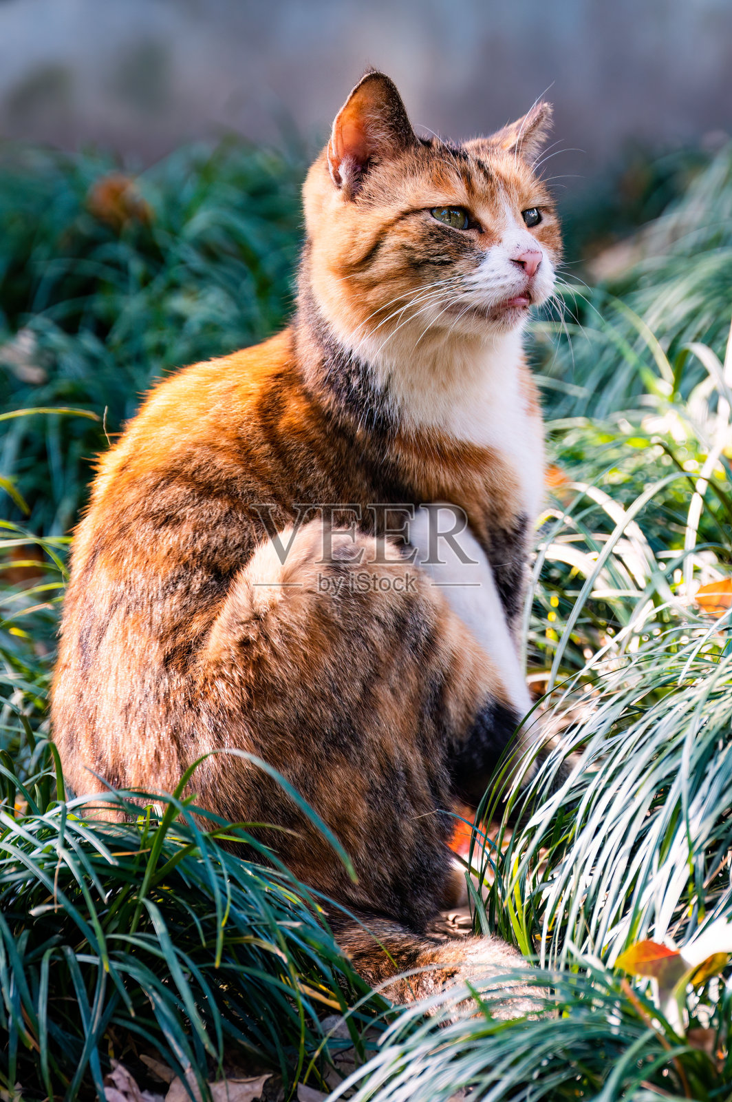 一只猫在草地上挠照片摄影图片