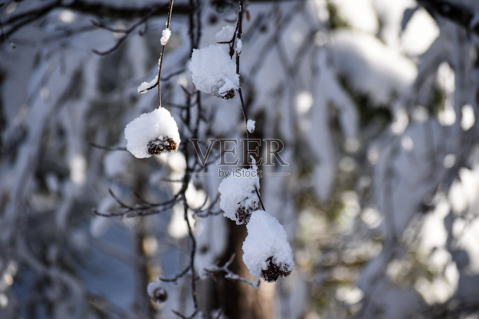 霜照片摄影图片