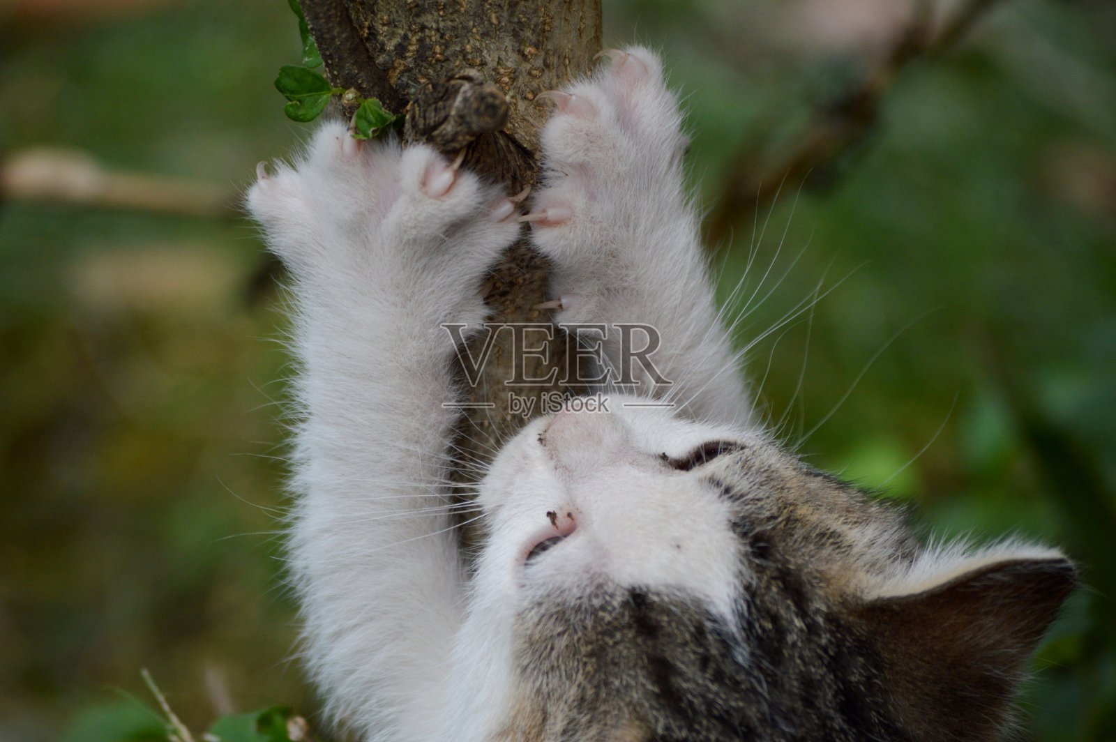 小猫在玩照片摄影图片