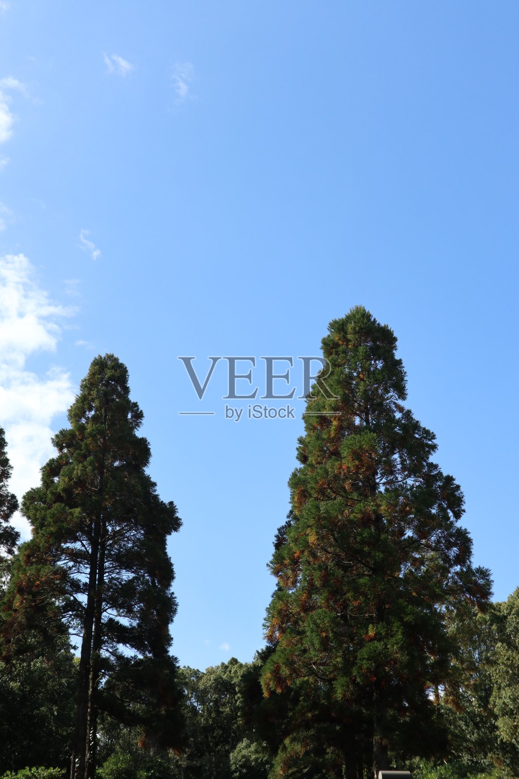 宁静的日出，绿树蓝天，宁静的风景。秋天的叶子照片摄影图片