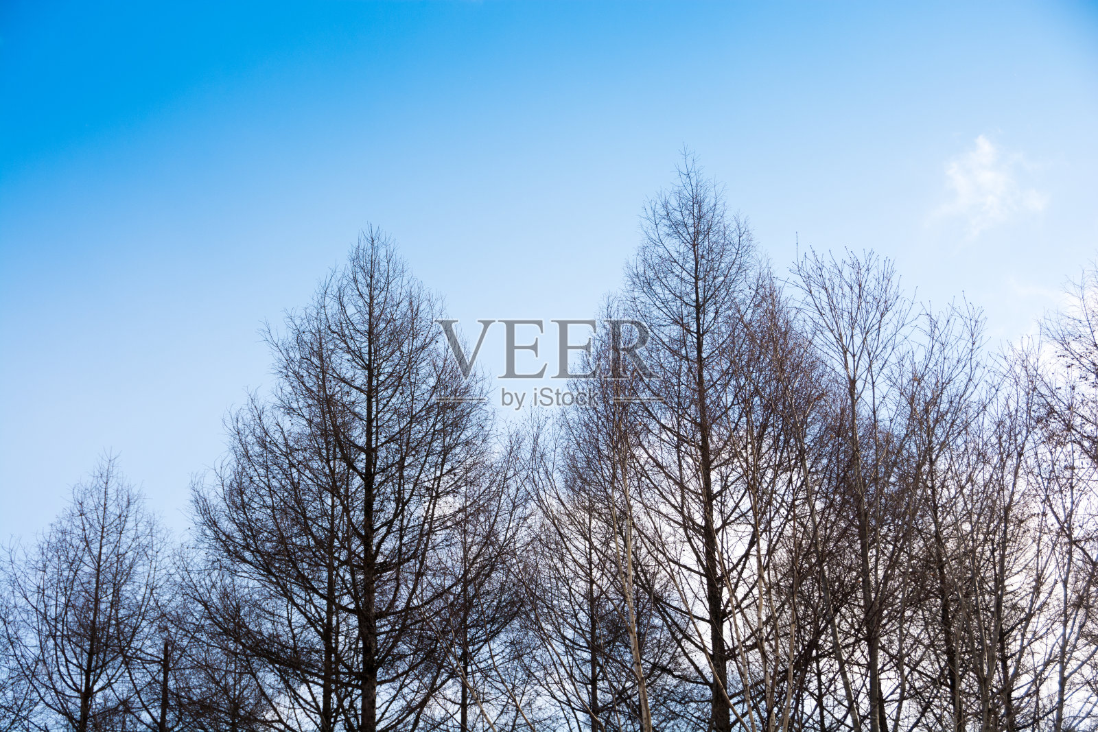 冬天阳光明媚的日子里，光秃秃的小树林照片摄影图片