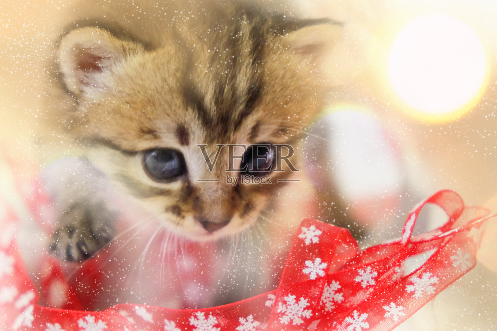 可爱，毛茸茸的小猫的特写肖像，圣诞装饰品，光散景，串灯。小虎斑猫。节日照明照片摄影图片
