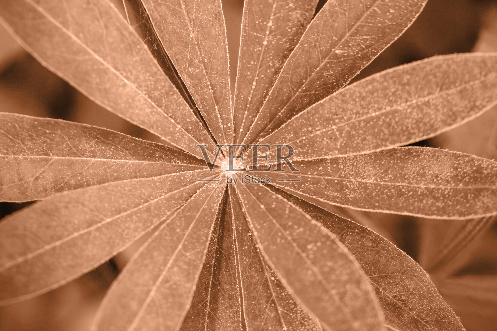 美丽的桃绒毛色露平叶特写。2024年度流行色桃色绒毛。照片摄影图片