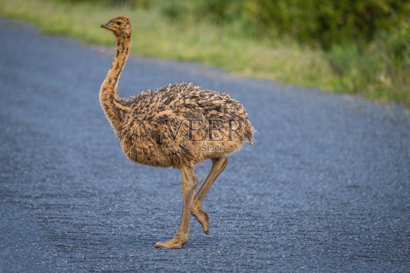 西海岸国家公园公路上的小鸵鸟照片摄影图片