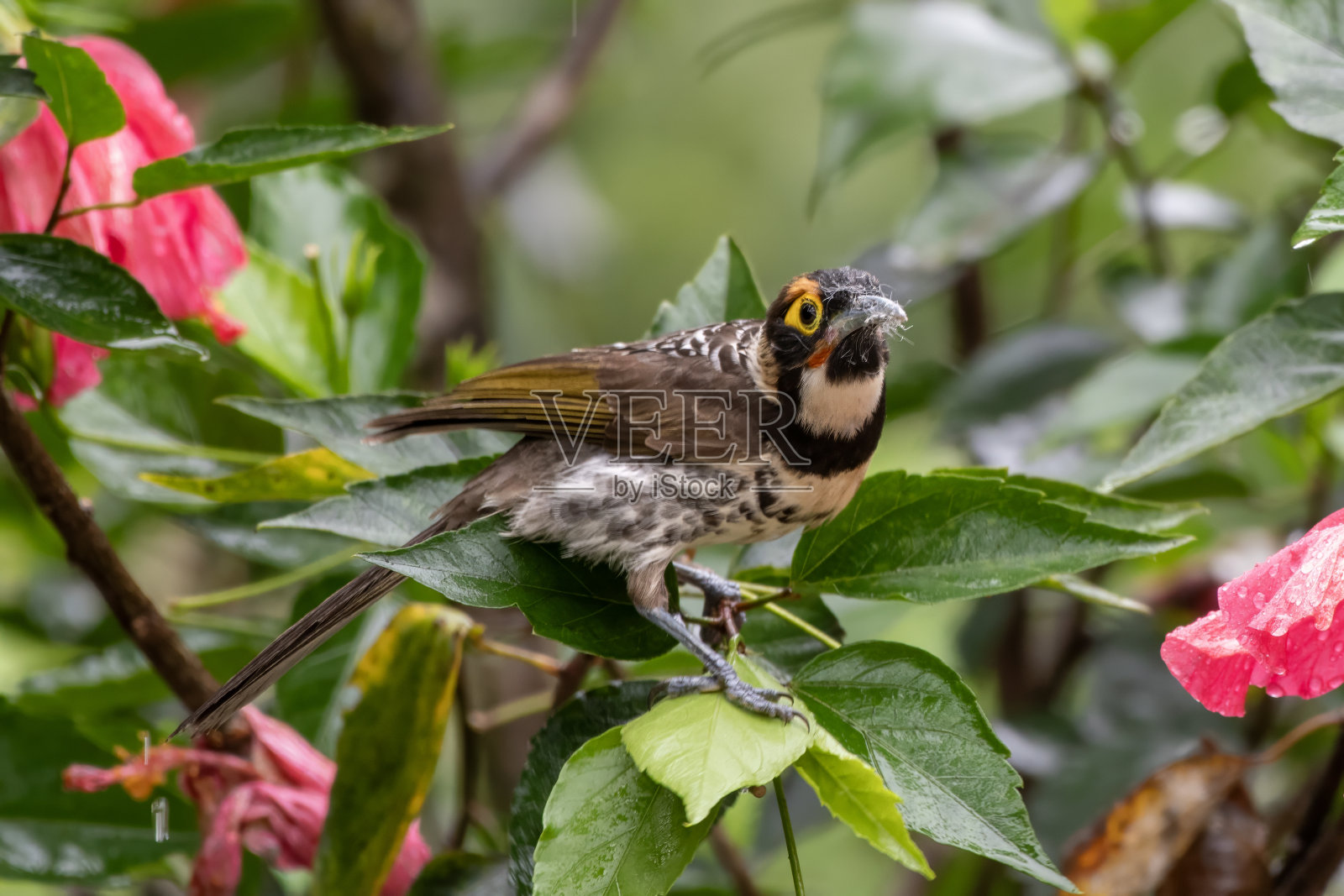 西巴布亚阿尔法克山脉的华丽吸蜜鸟照片摄影图片