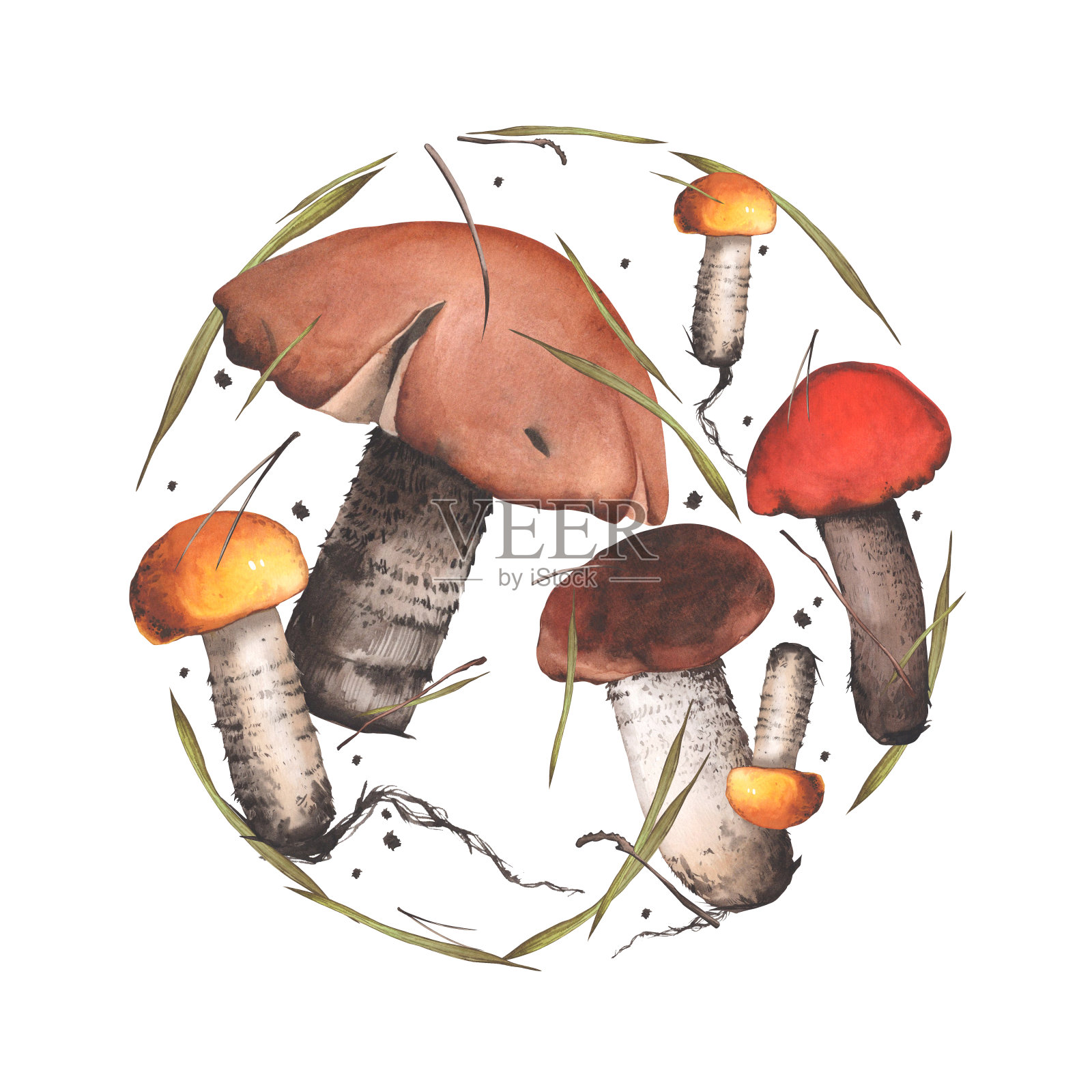 可食用的蘑菇呈圆形。植物水彩森林植物插图。用于卡片、纺织品、背景的设计插画图片素材