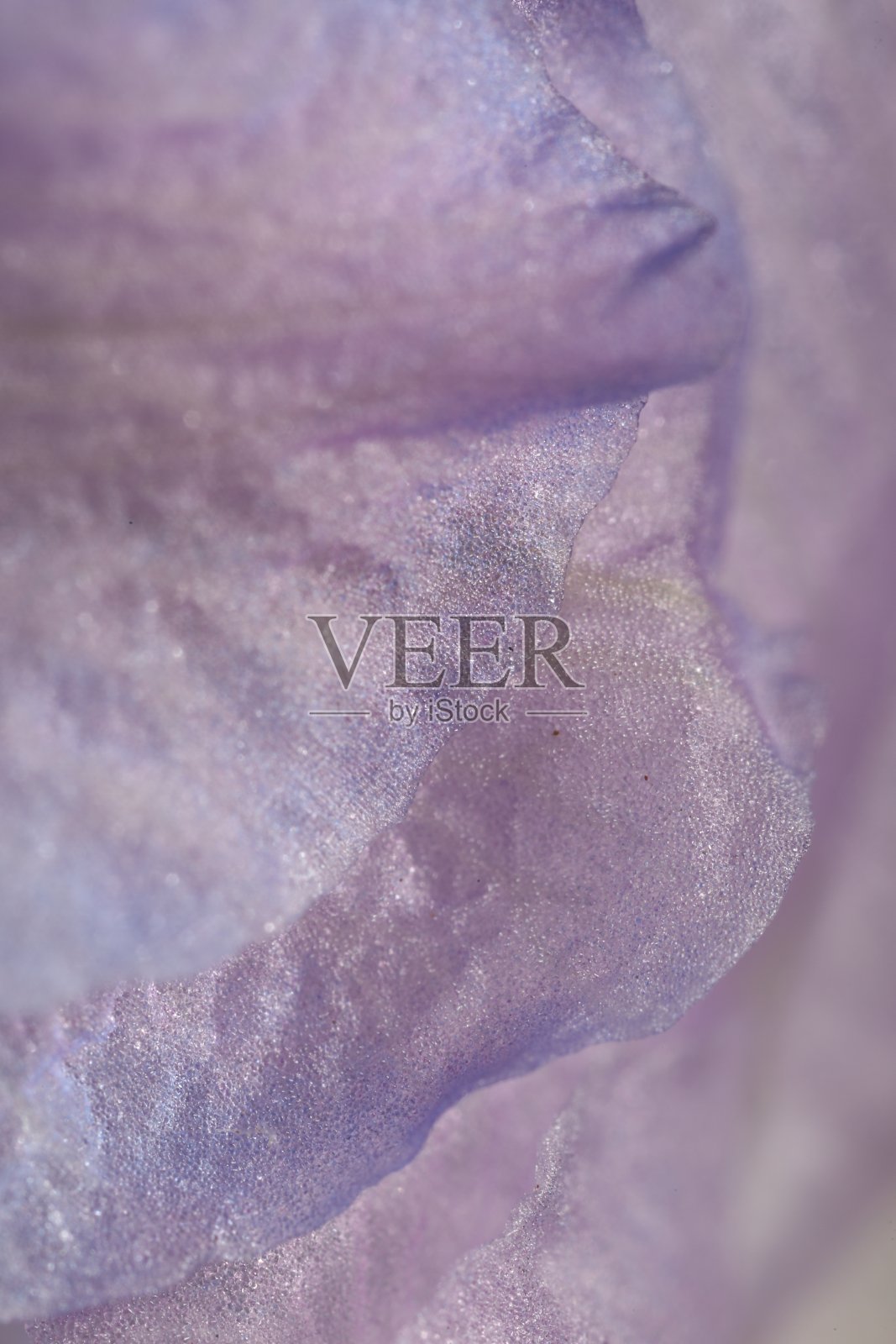 美丽的紫色飞燕草花为背景，宏观视图照片摄影图片