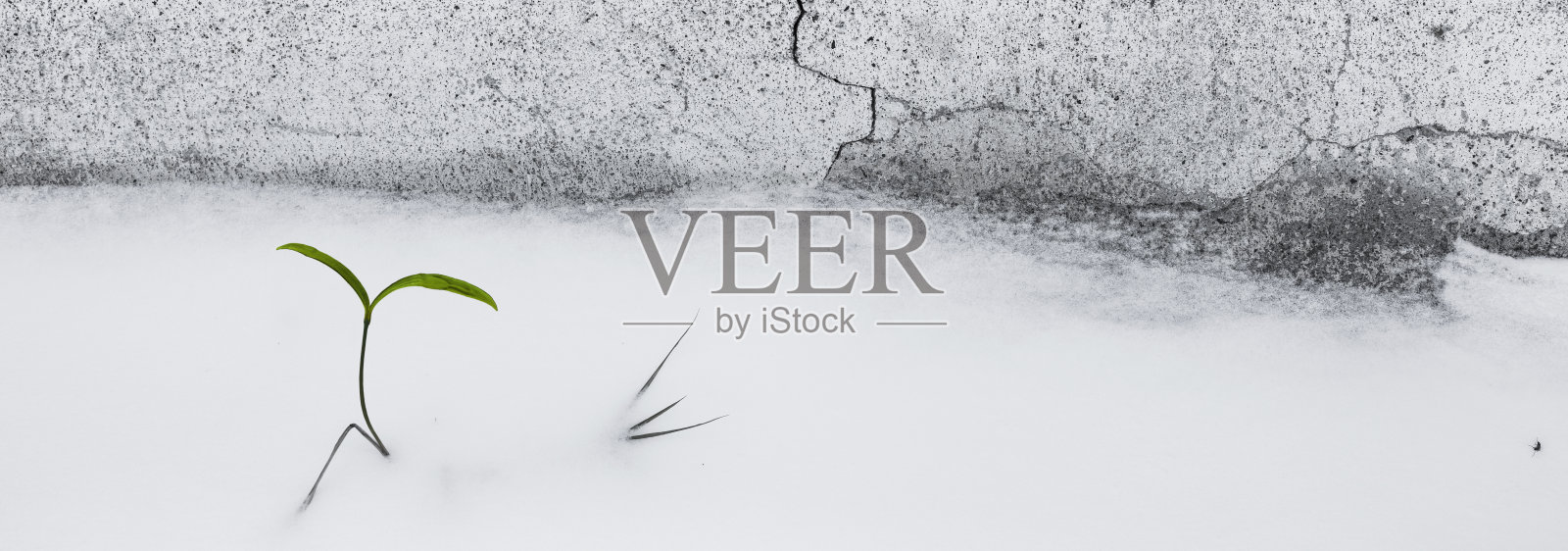 霜冻天气里的树苗照片摄影图片