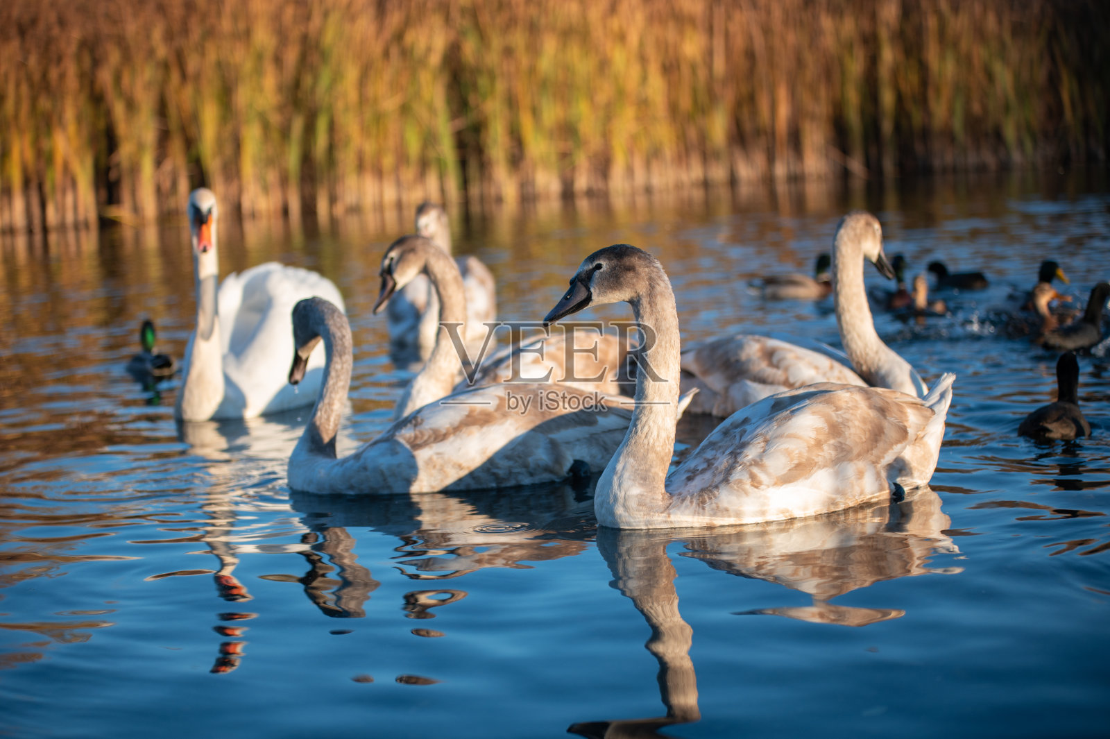 美丽的日落湖，天鹅在水面上游泳。照片摄影图片