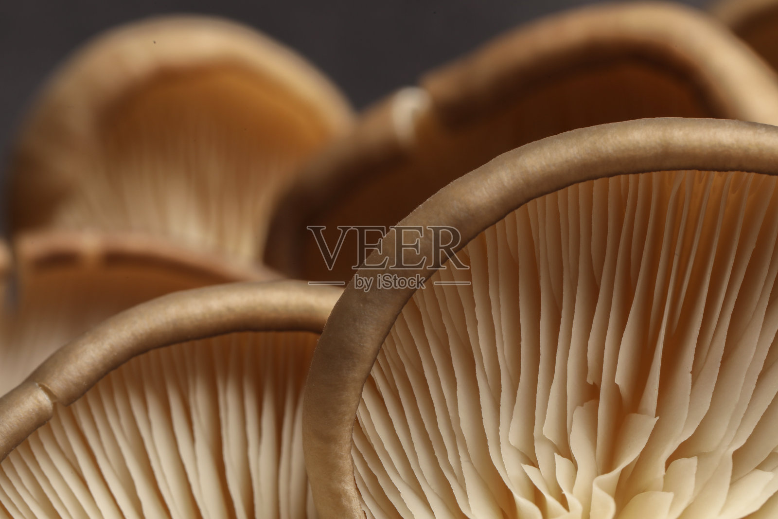 新鲜的平菇，暗背景，宏观视角照片摄影图片