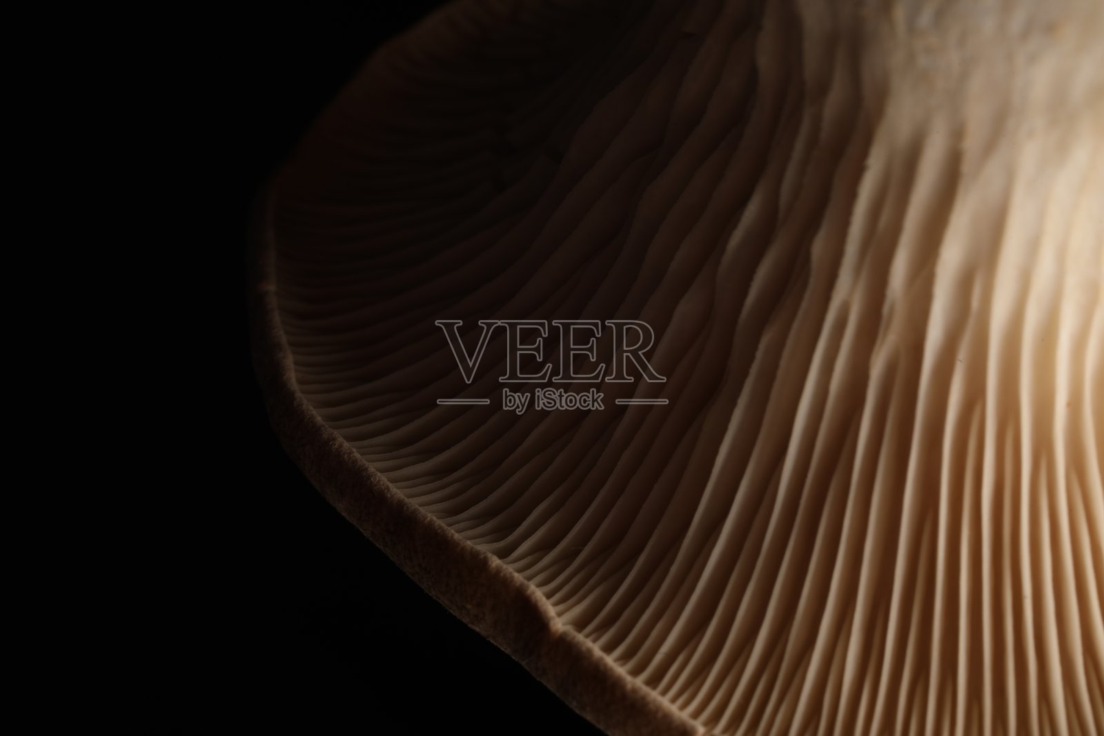 黑色背景的微距平菇照片照片摄影图片