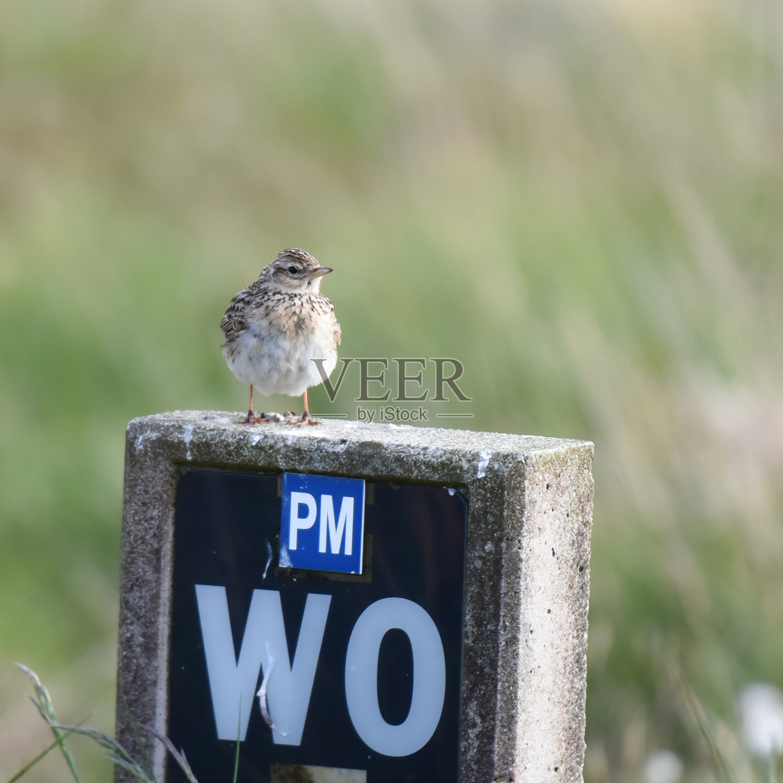 欧亚云雀(Alauda arvensis)照片摄影图片
