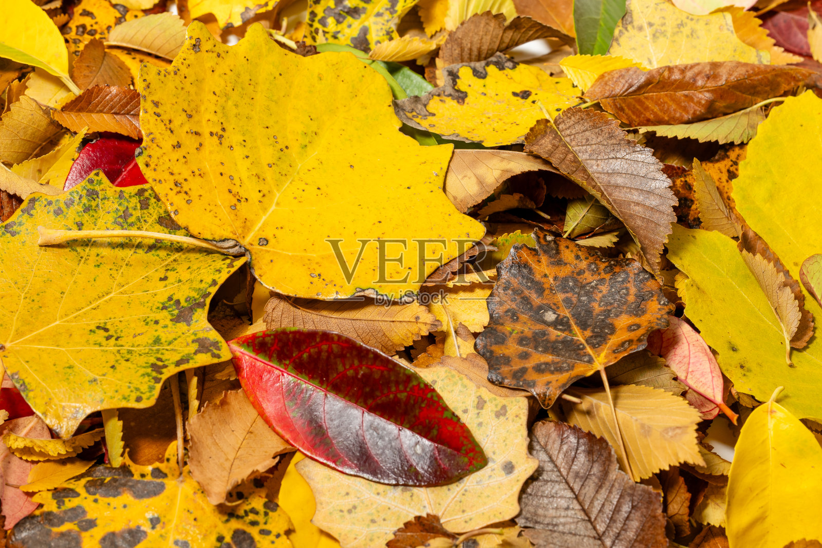 树叶与秋天的颜色在旧木背景照片摄影图片