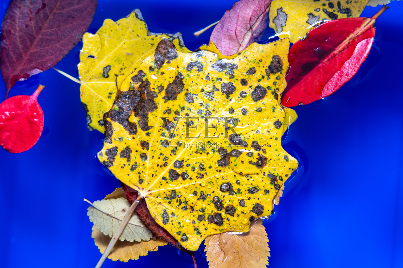 蓝色背景上的秋色叶子照片摄影图片