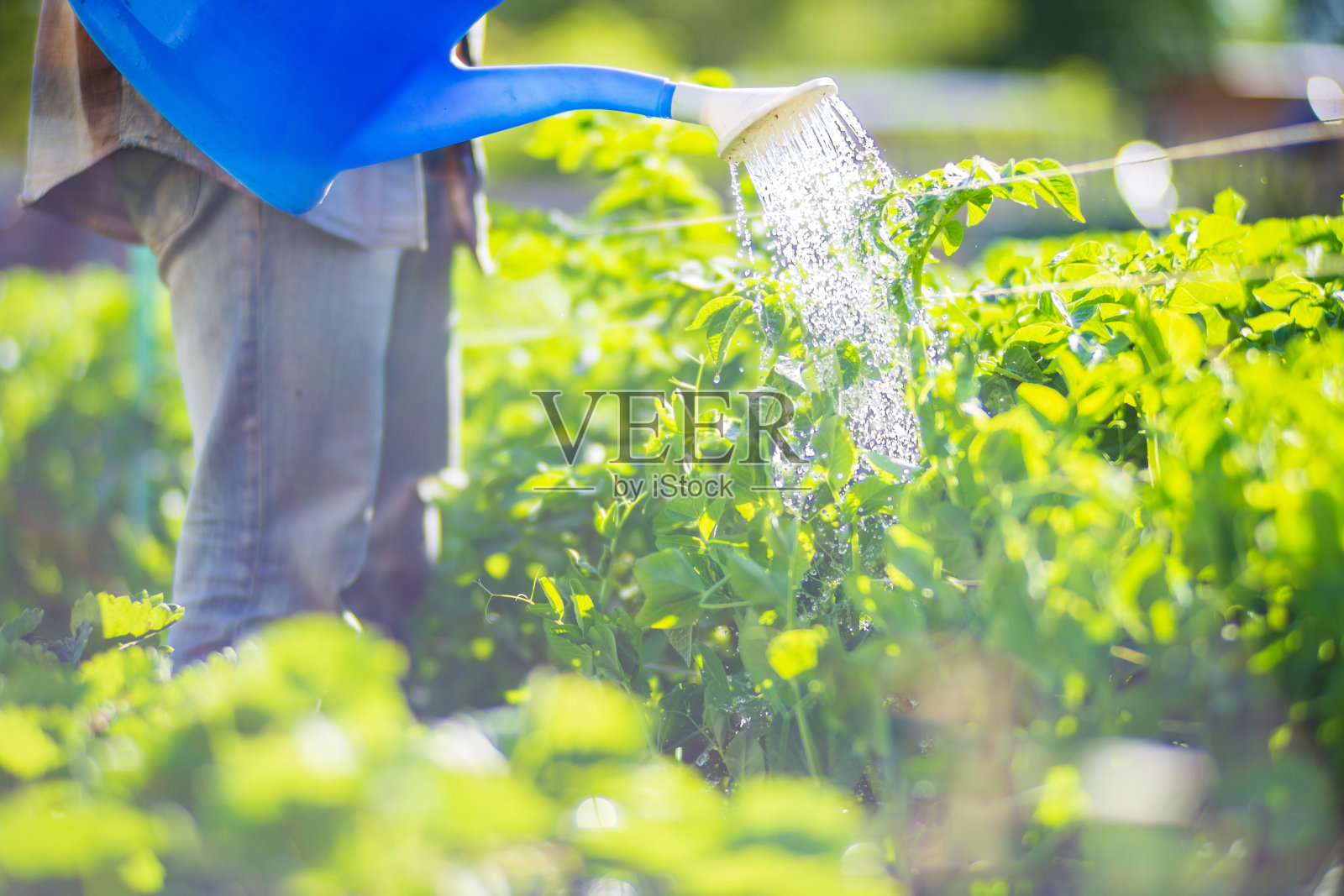 夏天，一位农民拿着花园的喷壶给蔬菜浇水。园艺的概念。种植在床上的农业植物照片摄影图片