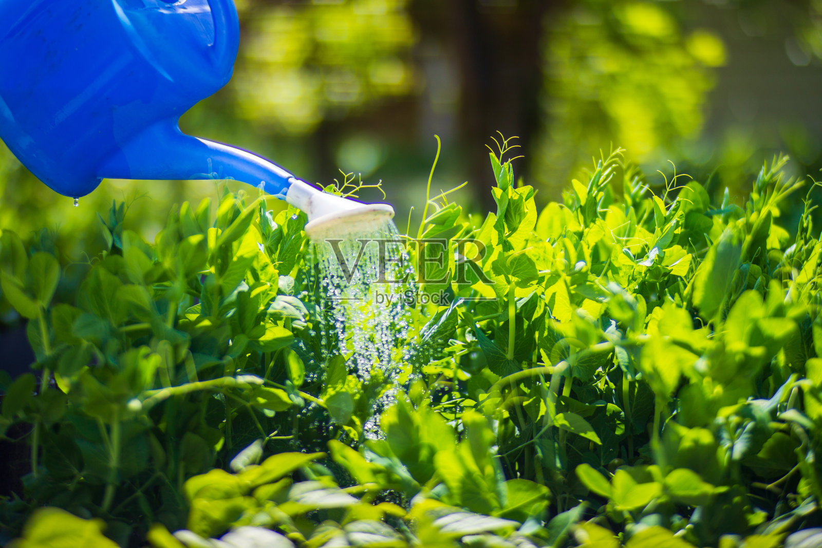 在炎炎夏日用喷壶给种植园里的蔬菜浇水。园艺的概念。种植在床上的农业植物照片摄影图片