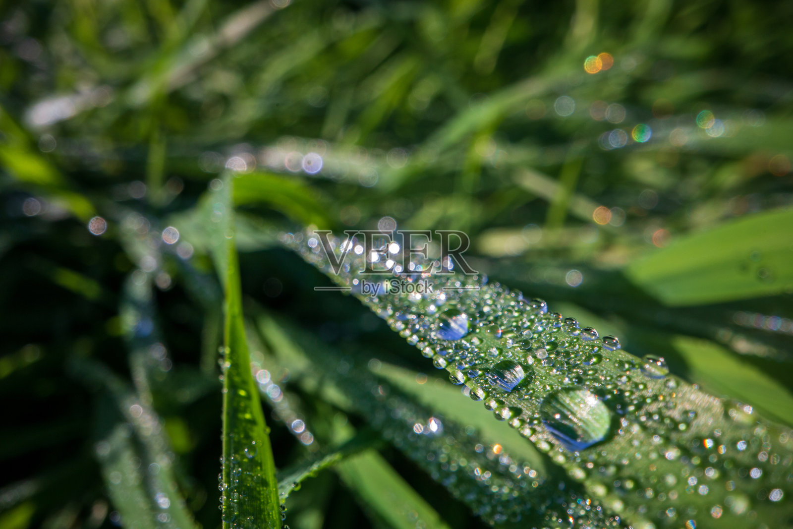 在柔和的晨光中，郁郁葱葱的未修剪的绿草与露水的特写。优美的自然乡村景观，适合自然主题的设计和项目照片摄影图片