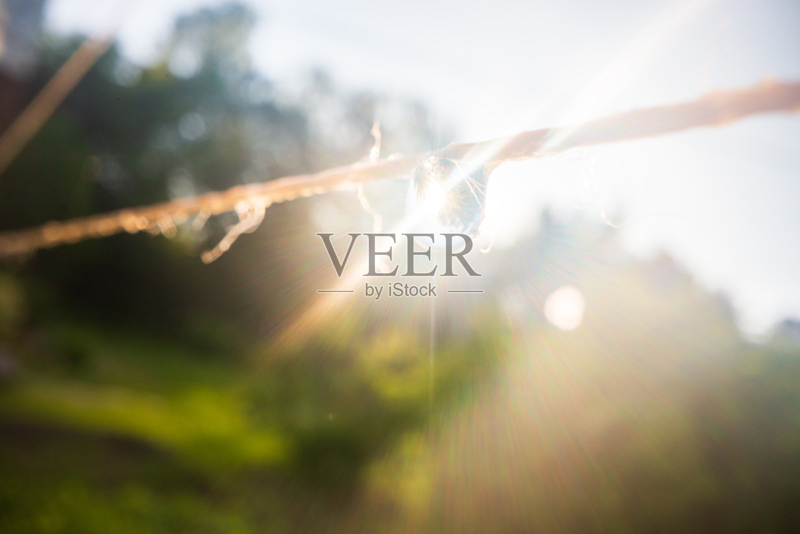 在炎炎夏日给种植园里的蔬菜浇水。园艺的概念。种植在床上的农业植物照片摄影图片