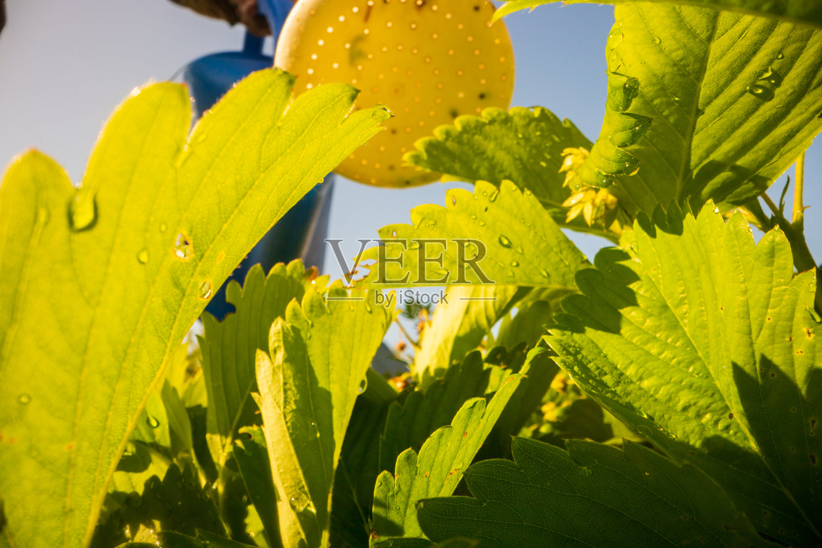 在炎炎夏日用喷壶给种植园里的蔬菜浇水。园艺的概念。种植在床上的农业植物照片摄影图片