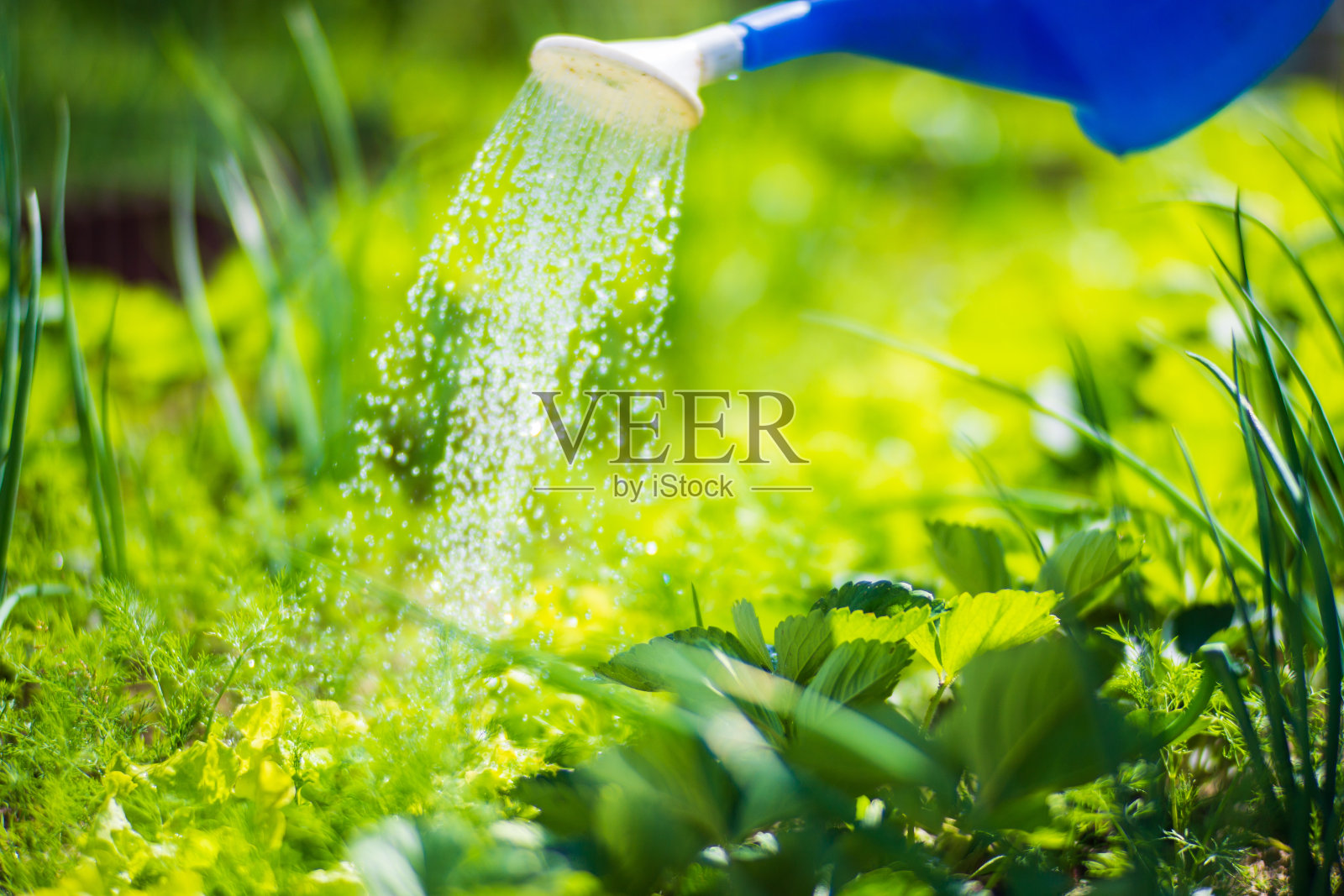 在炎炎夏日用喷壶给种植园里的蔬菜浇水。园艺的概念。种植在床上的农业植物照片摄影图片