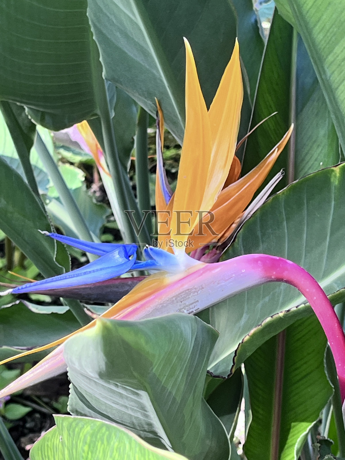 五彩火烈鸟花照片摄影图片