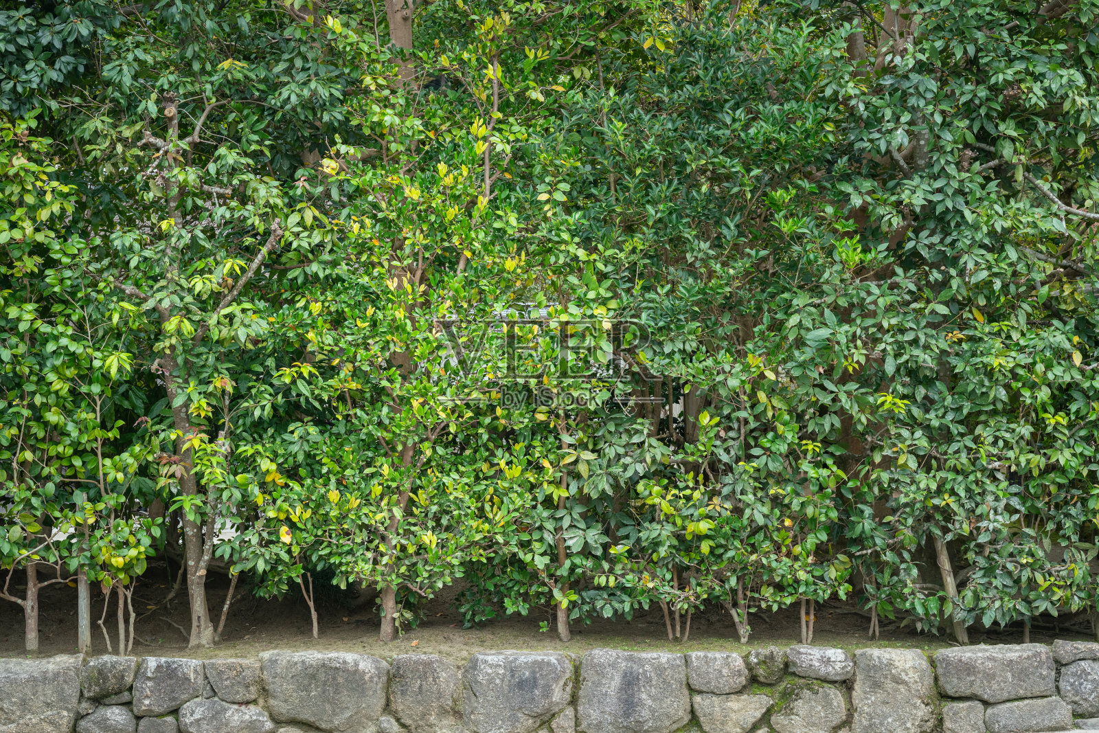 盆景树墙。照片摄影图片