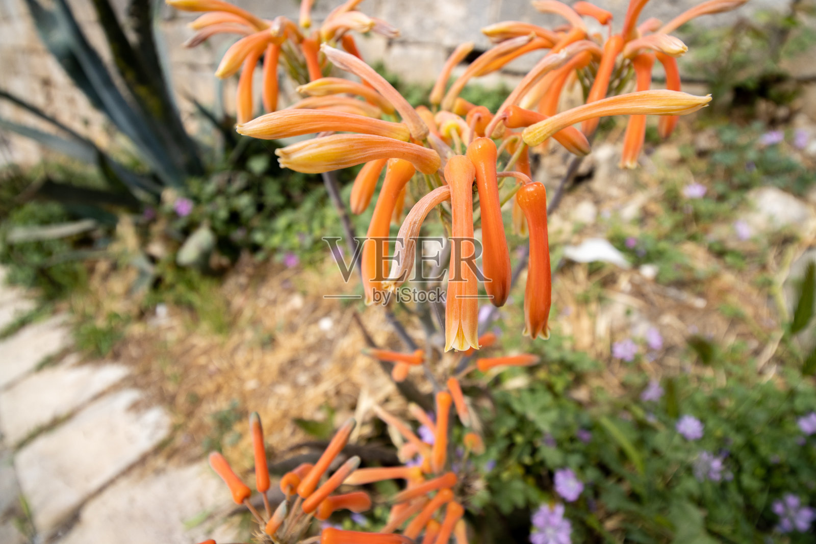 希腊克里特岛雷西姆农镇的芦荟照片摄影图片