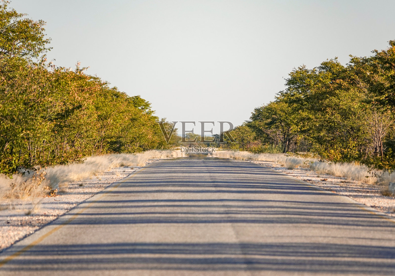 纳米比亚库内地区埃托沙国家公园的野生动物环线车道照片摄影图片