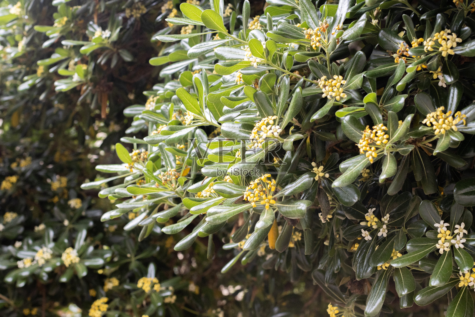 希腊克里特岛Rethymnon镇的日本假橙(Pittosporum tobira照片摄影图片