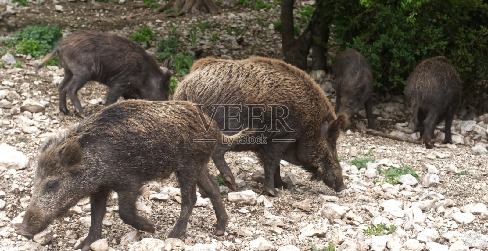 野猪照片摄影图片