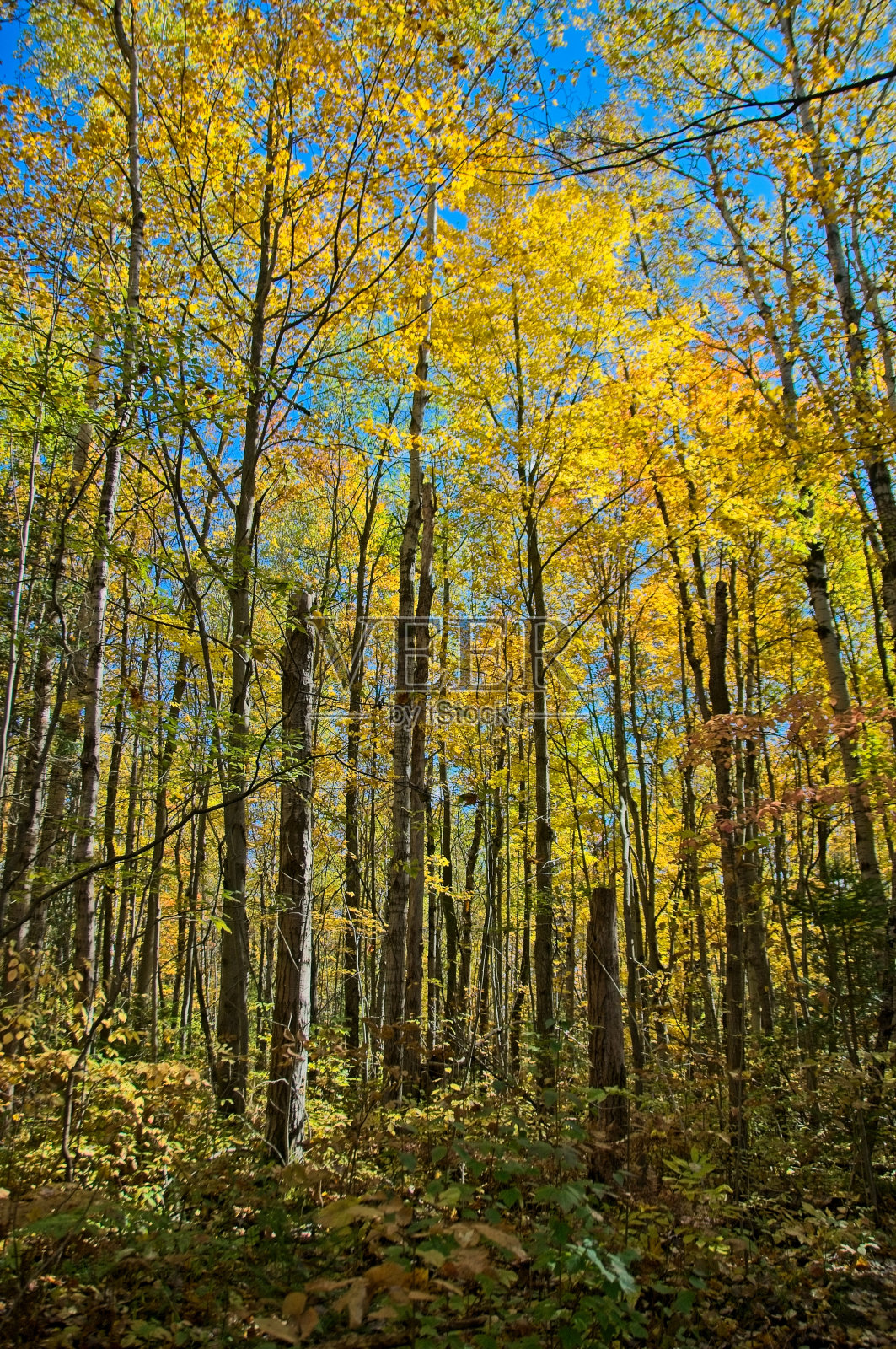 秋天的树照片摄影图片