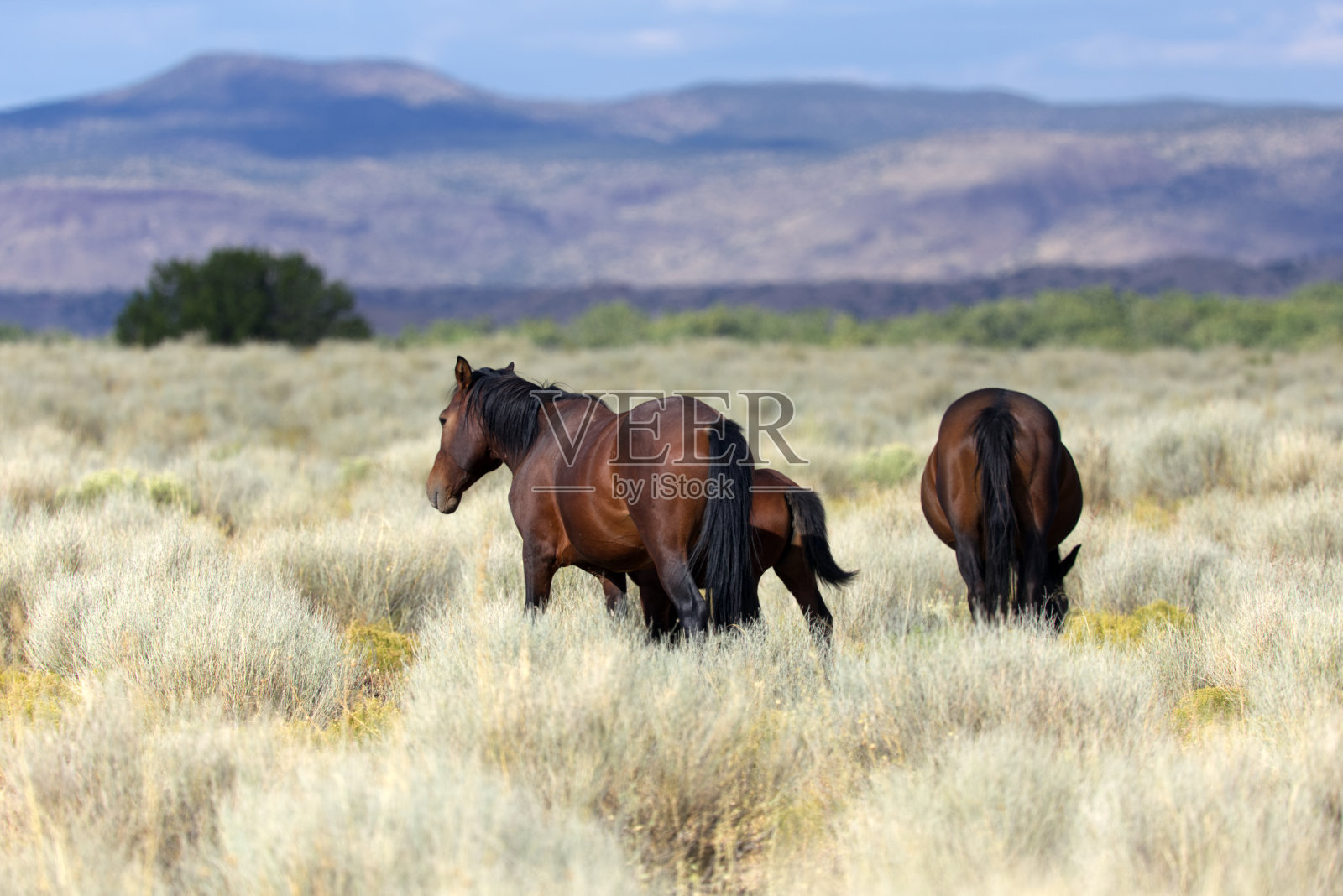 马在田野里漫步照片摄影图片