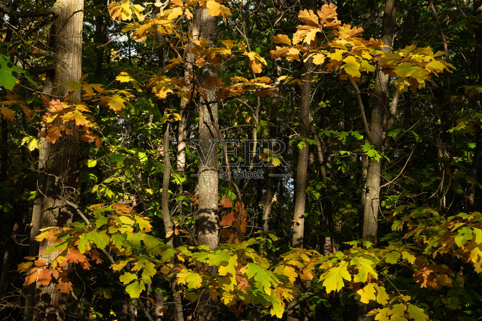 秋天照片摄影图片