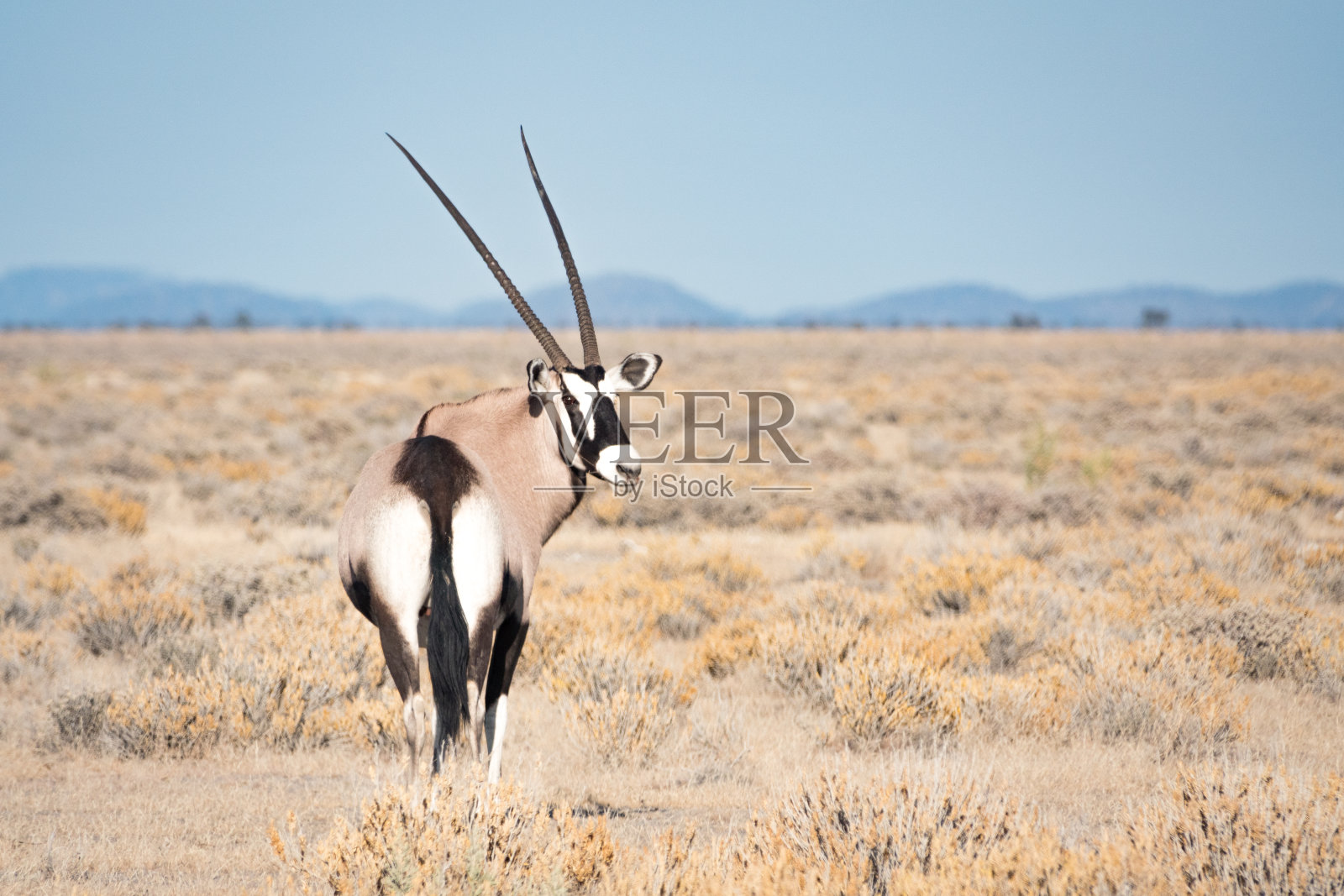 纳米比亚库内地区埃托沙国家公园里的大羚羊照片摄影图片