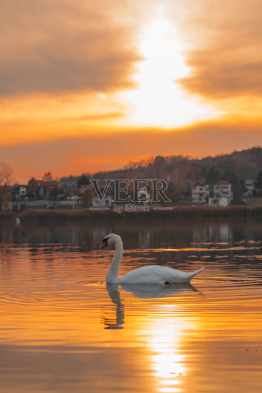 日落时一只白天鹅在湖中游泳的特写照片摄影图片