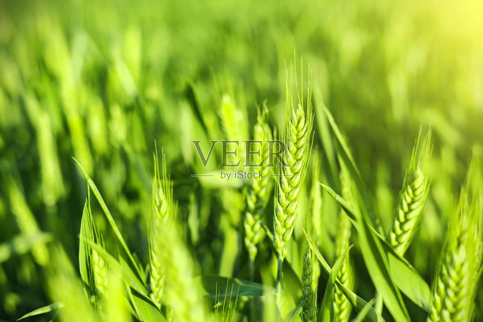 田里生长的新小麦照片摄影图片