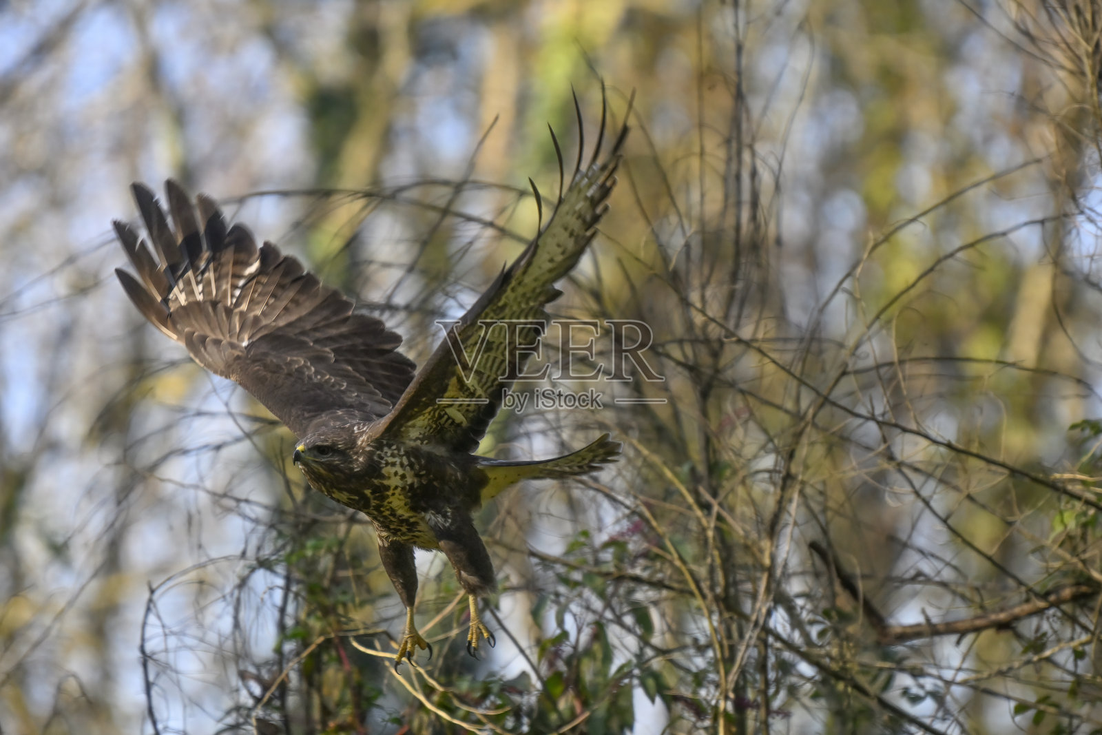 欧亚秃鹫飞行照片摄影图片