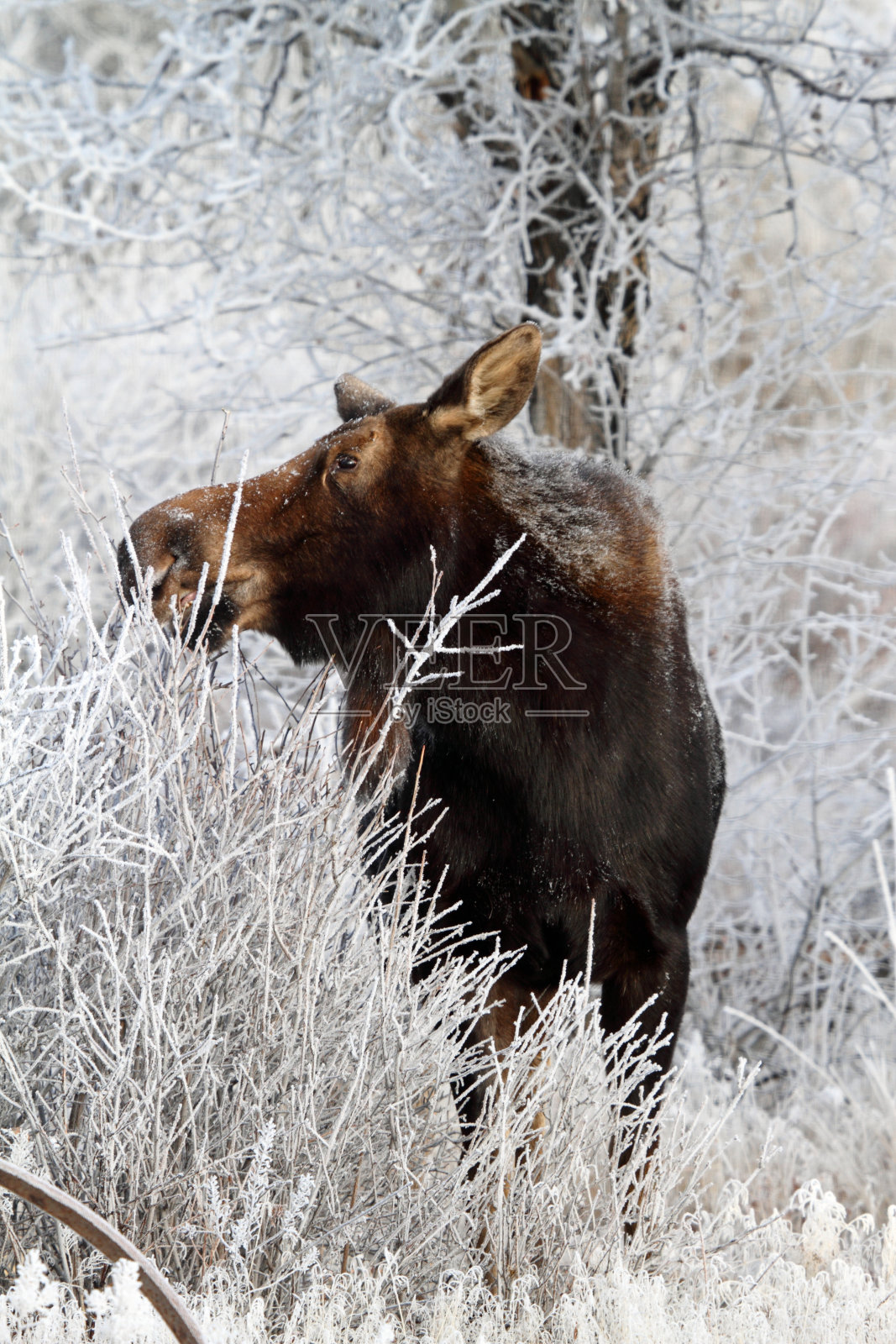 牛驼鹿照片摄影图片