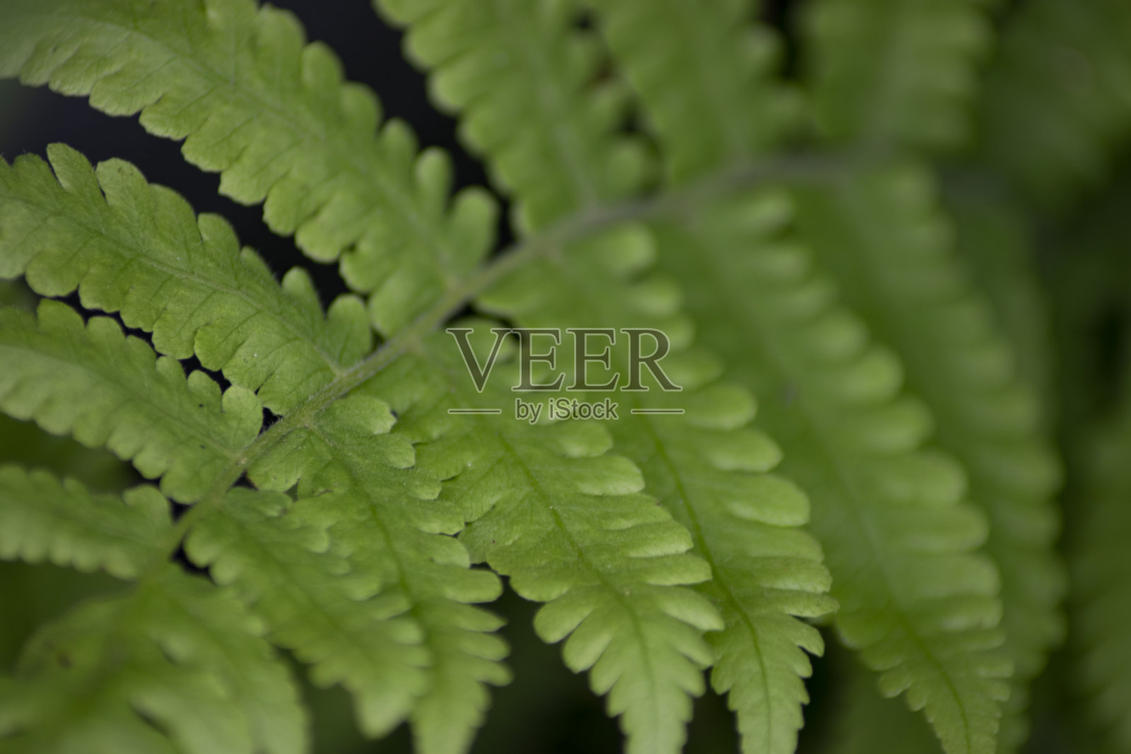 花照片摄影图片