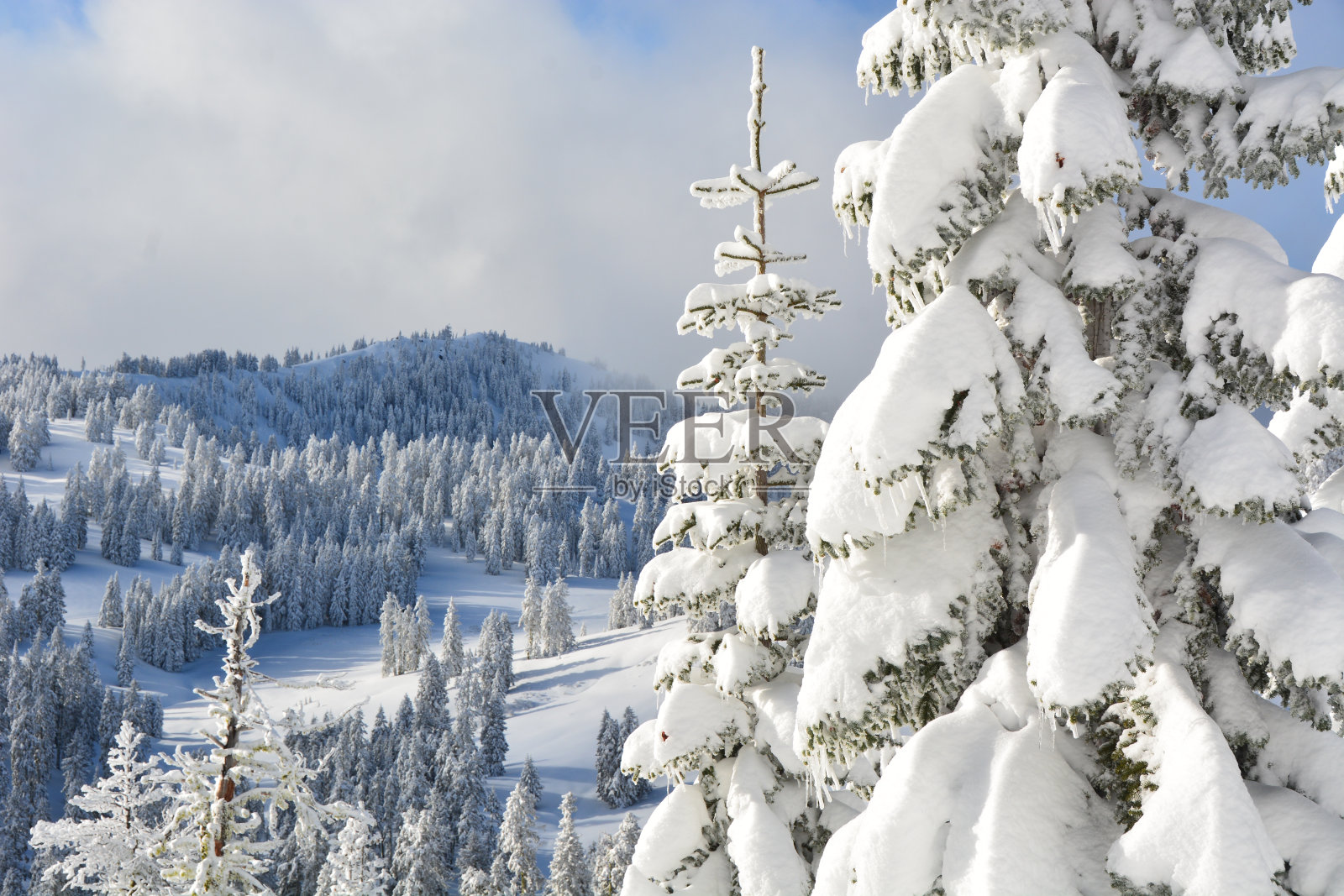 雪山森林照片摄影图片