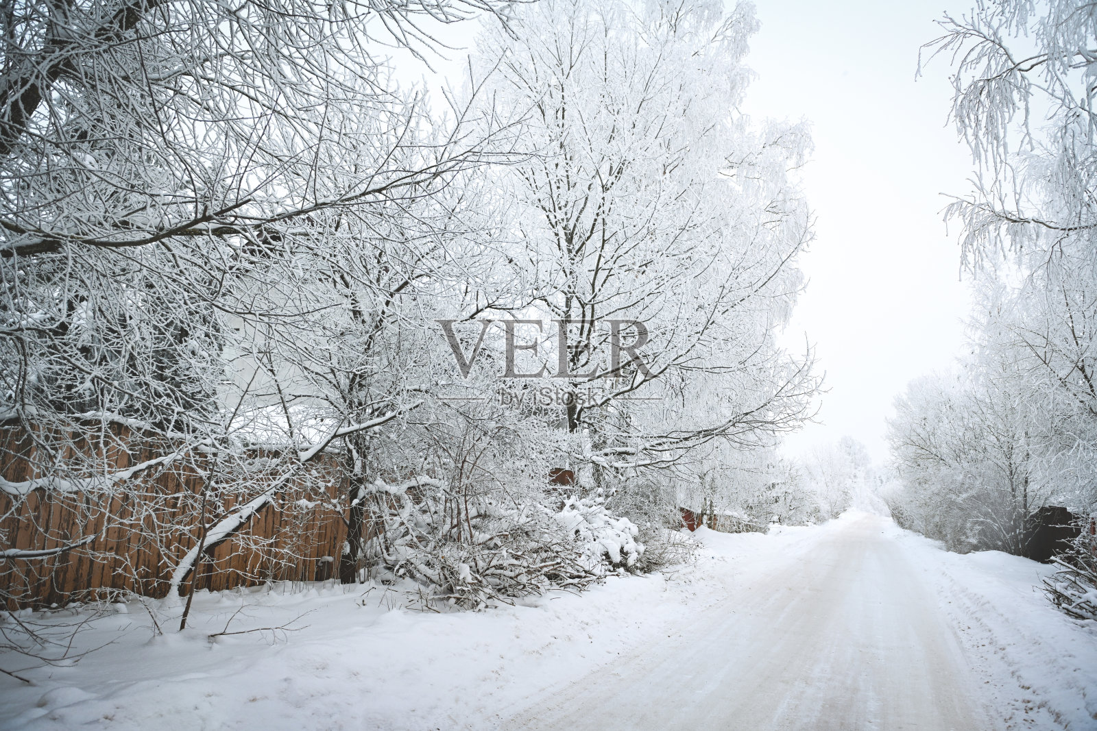 户外结霜的树枝照片摄影图片