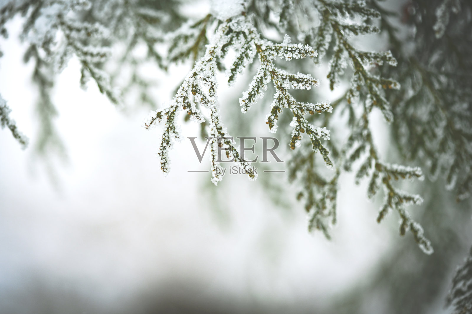 户外结霜的树枝照片摄影图片