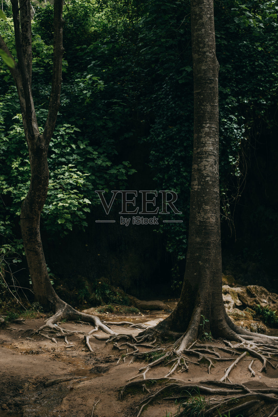 克罗地亚克尔卡自然公园里令人惊叹的绿树。克罗地亚的旅游目的地。照片摄影图片