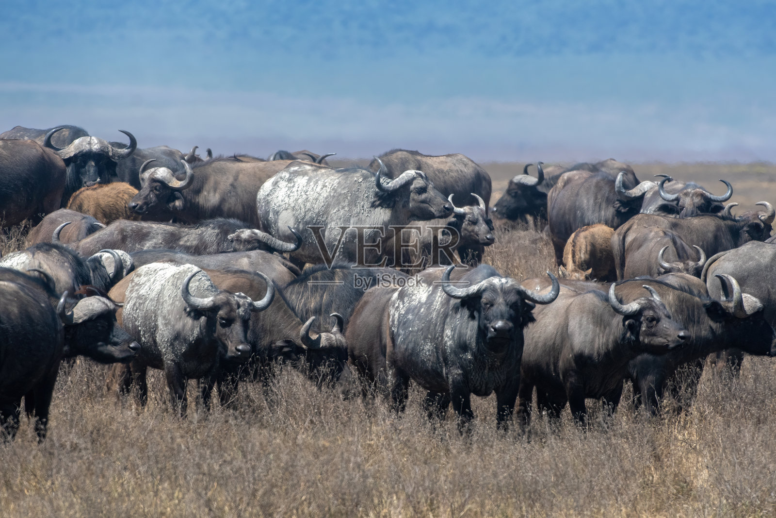 在坦桑尼亚的恩戈罗火山口国家公园，一大群被污染的非洲水牛照片摄影图片