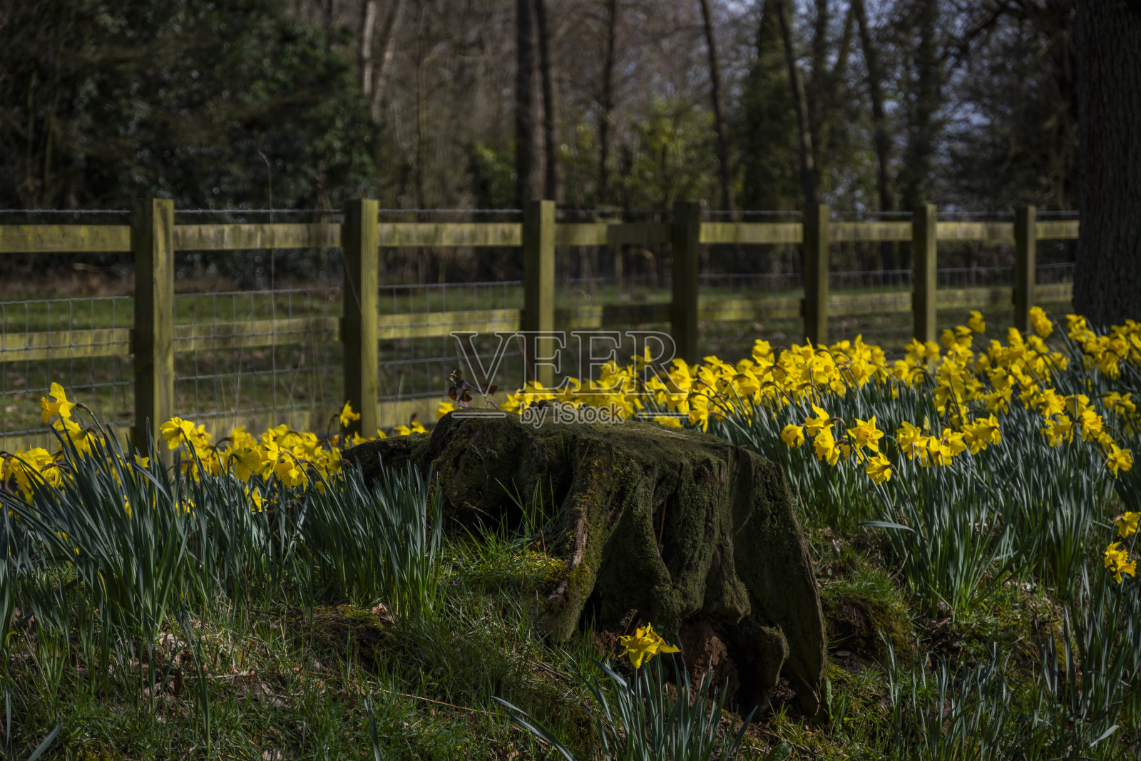 水仙花花园春天阳光下路春天三月四月照片摄影图片