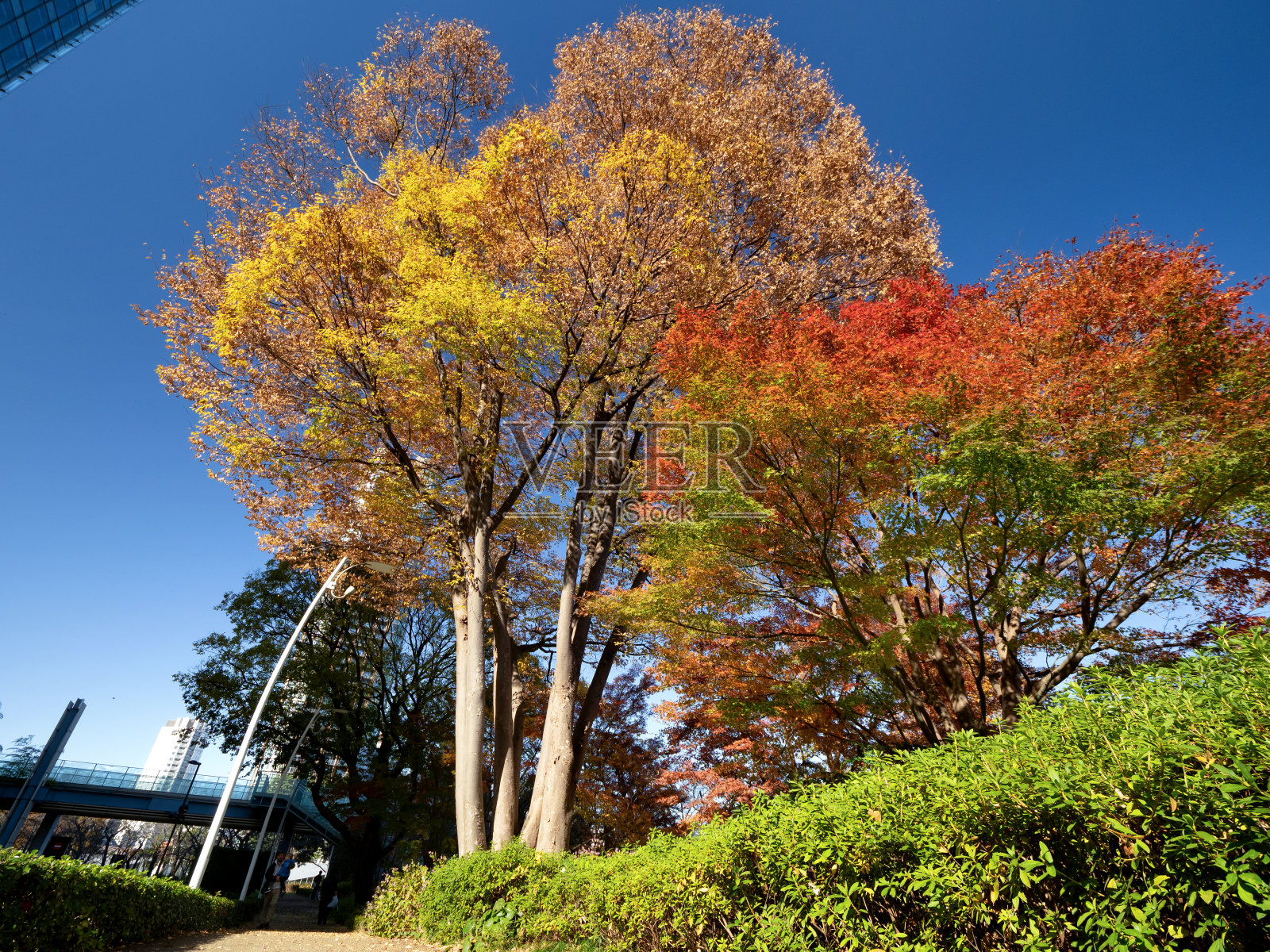 东京中城附近的日诺町公园的秋叶照片摄影图片
