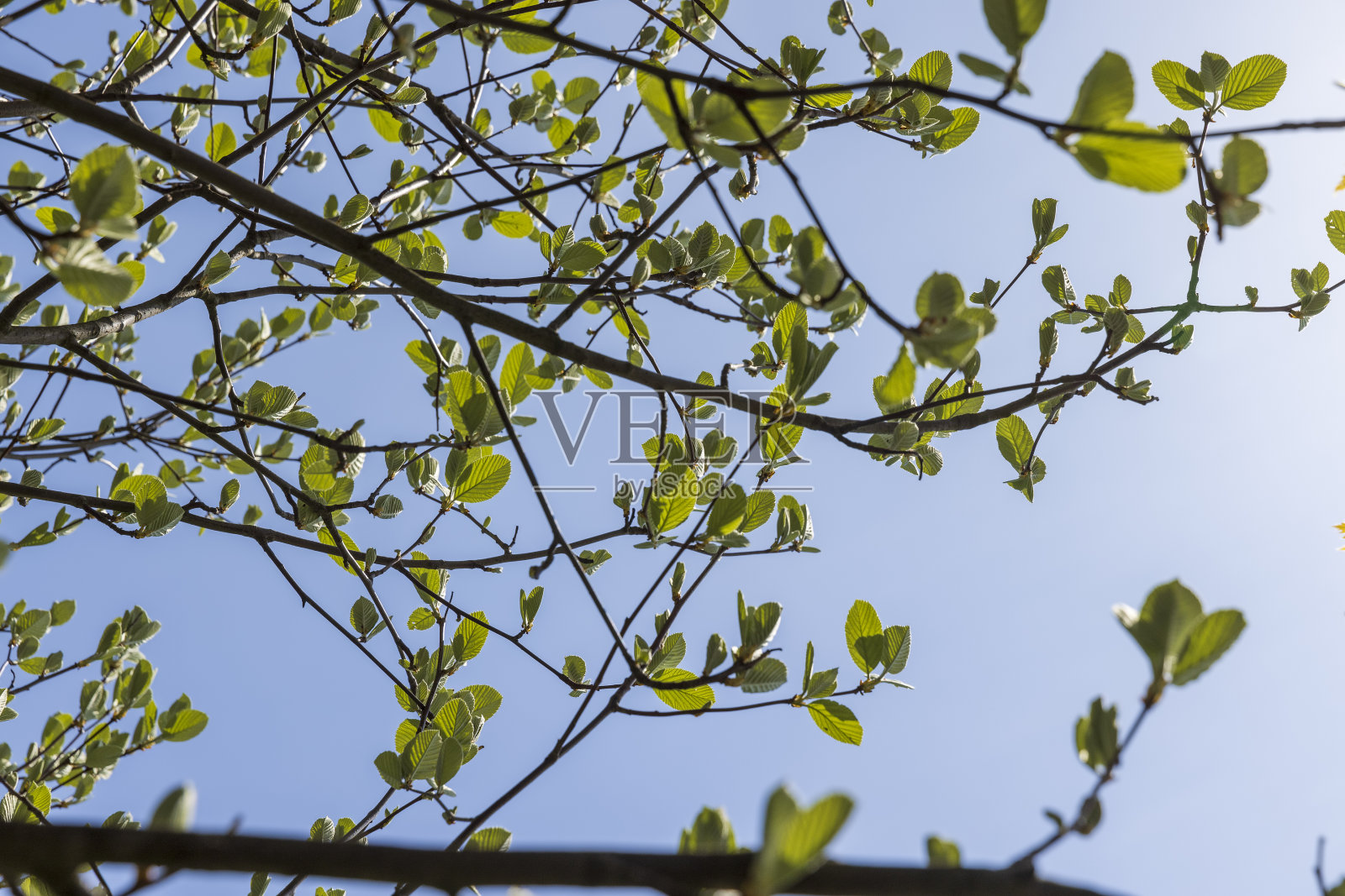 春天公园里长出第一片叶子的花楸树照片摄影图片