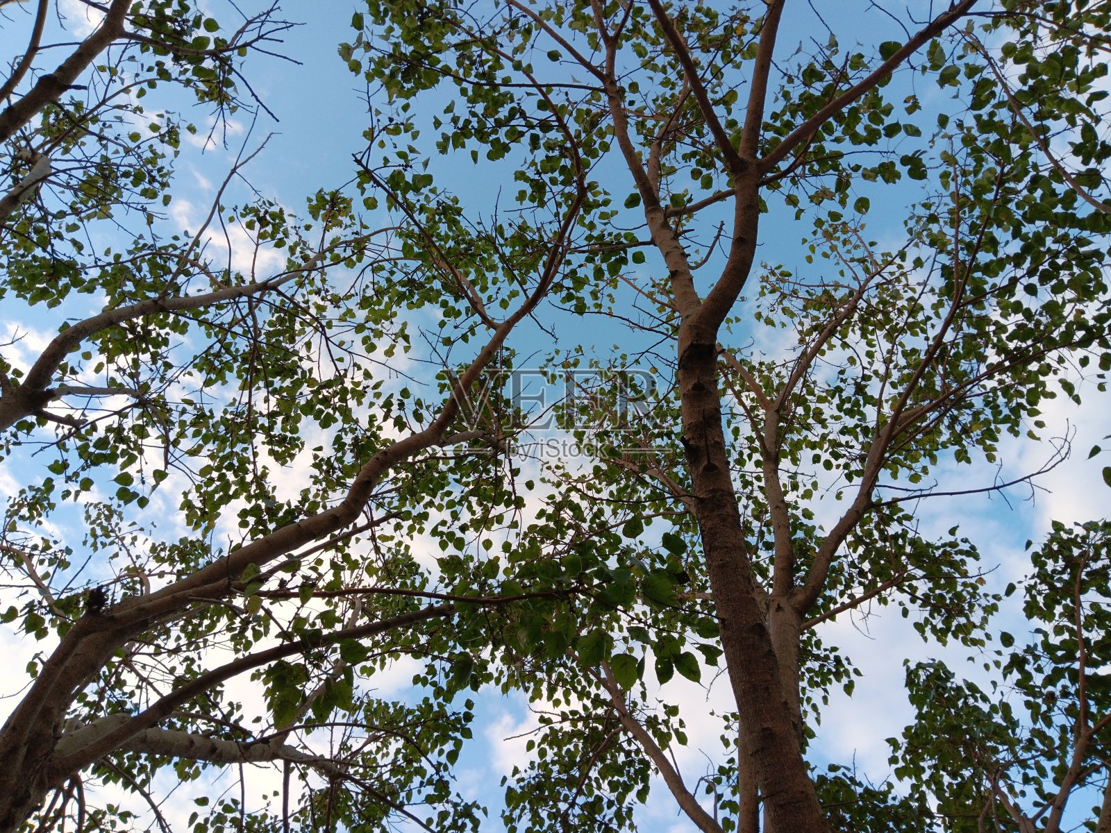 平台花园的树木照片摄影图片