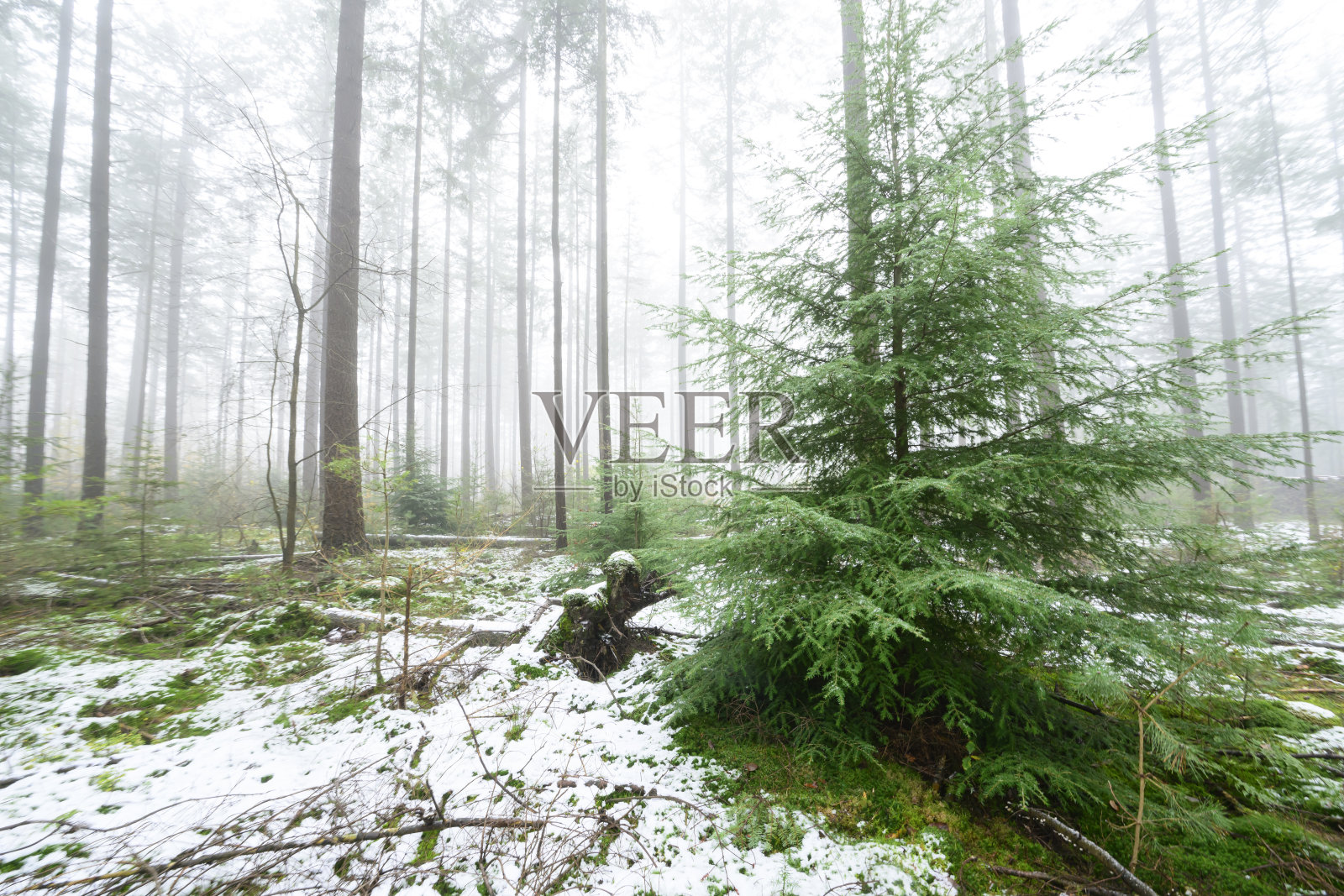 在寒冷的冬季早晨，白雪皑皑的松树林照片摄影图片